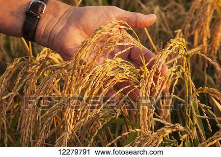Stock Image - Hand holding heads of harvest stage rice, ready to be combined; England, Arkansas, United States of America. Fotosearch