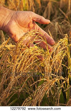 Stock Image - Hand holding heads of harvest stage rice, ready to be combined; England, Arkansas, United States of America. Fotosearch