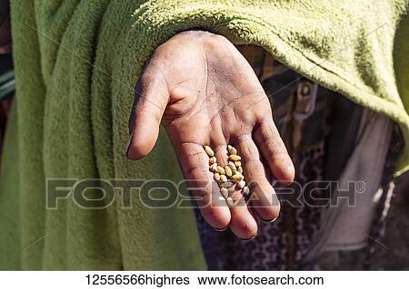 Hand of an Ethiopian child holding wheat grains, Simien Mountains; Amhara Region, Ethiopia View Large Photo Image Stock Photograph - Hand of an Ethiopian child holding wheat grains, Simien Mountains; Amhara Region, Ethiopia. Fotosearch