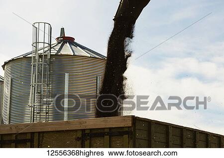 Stock Photograph - Harvested canola seed being transferred to a grain truck by auger, beside a metal grainery; Legal, Alberta, Canada. Fotosearch