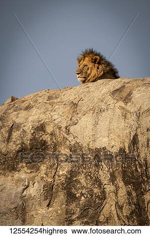 Stock Photograph - Head of male lion (Panthera leo) lying on kopje, Serengeti National Park; Tanzania. Fotosearch