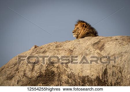 Stock Photograph - Head of male lion (Panthera leo) lying on kopje, Serengeti National Park; Tanzania. Fotosearch