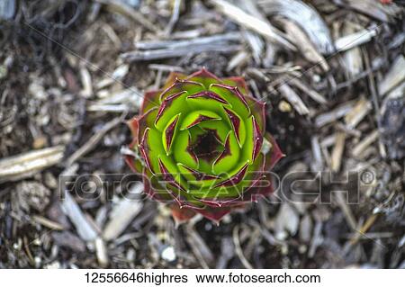Hen and chicks plant (Sempervivum tectorum) View Large Photo Image Stock Photograph - Hen and chicks plant (Sempervivum tectorum). Fotosearch