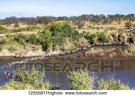 Stock Photograph - Herd of Wildebeest (Connochaetes taurinus) crossing the Mara River and climbing out on the far bank in Serengeti National Park; Tanzania. Fotosearch