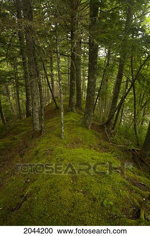 High Mossy Hemlock Ridge Over The West Branch Of The St. Mary's River, St. Mary's, Nova Scotia View Large Photo Image Stock Image - High Mossy Hemlock Ridge Over The West Branch Of The St. Mary's River, St. Mary's, Nova Scotia. Fotosearch