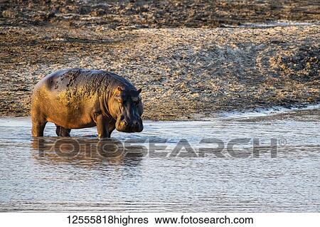 Hippopotamus (Hippopotamus amphibious) standing ankle-deep in shallow water in Katavi National Park; Tanzania View Large Photo Image Stock Photograph - Hippopotamus (Hippopotamus amphibious) standing ankle-deep in shallow water in Katavi National Park; Tanzania. Fotosearch