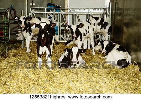 Stock Photograph - Holstein calves standing in a stall with identification tags in their ears on a robotic dairy farm, North of Edmonton; Alberta, Canada. Fotosearch