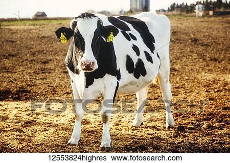 Stock Photograph - Holstein cow standing in a fenced area with identification tags in it's ears and farm structures in the background on a robotic dairy farm, North of Edmonton; Alberta, Canada. Fotosearch