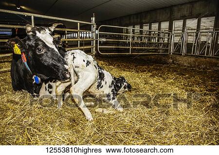 Stock Photograph - Holstein cow with her newborn calf in a pen on a robotic dairy farm, North of Edmonton; Alberta, Canada. Fotosearch