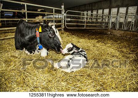 Stock Photograph - Holstein cow with her newborn calf in a pen on a robotic dairy farm, North of Edmonton; Alberta, Canada. Fotosearch