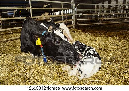 Stock Photograph - Holstein cow with her newborn calf in a pen on a robotic dairy farm, North of Edmonton; Alberta, Canada. Fotosearch