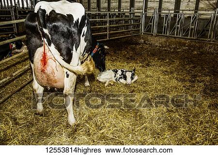 Stock Photograph - Holstein cow with her newborn calf in a pen on a robotic dairy farm, North of Edmonton; Alberta, Canada. Fotosearch