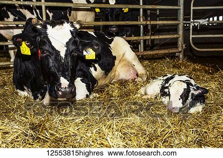 Stock Photograph - Holstein cow with her newborn calf in a pen on a robotic dairy farm, North of Edmonton; Alberta, Canada. Fotosearch