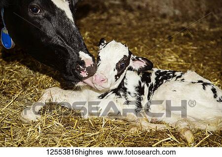 Stock Photograph - Holstein cow with her newborn calf in a pen on a robotic dairy farm, North of Edmonton; Alberta, Canada. Fotosearch