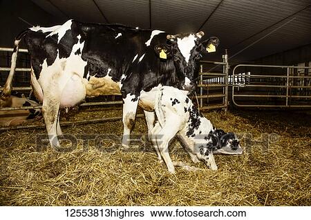 Holstein cow with her newborn calf that is trying to stand for the first time in a pen on a robotic dairy farm, North of Edmonton; Alberta, Canada View Large Photo Image Stock Photograph - Holstein cow with her newborn calf that is trying to stand for the first time in a pen on a robotic dairy farm, North of Edmonton; Alberta, Canada. Fotosearch