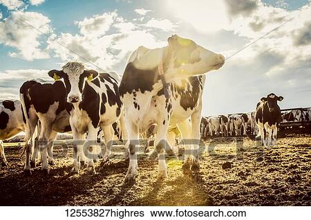 Stock Photograph - Holstein cows standing in a fenced area with identification tags in their ears on a robotic dairy farm, North of Edmonton; Alberta, Canada. Fotosearch