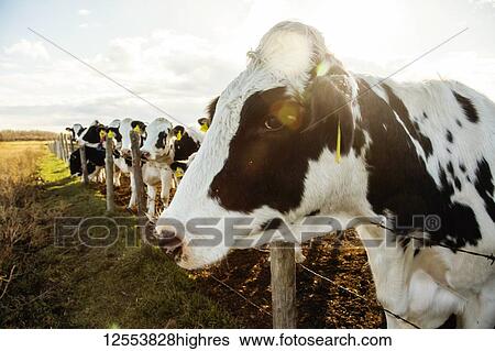 Holstein cows standing in a fenced area with identification tags in their ears on a robotic dairy farm, North of Edmonton; Alberta, Canada View Large Photo Image Stock Photograph - Holstein cows standing in a fenced area with identification tags in their ears on a robotic dairy farm, North of Edmonton; Alberta, Canada. Fotosearch