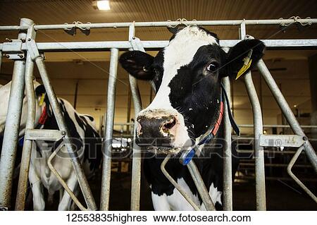 Stock Photograph - Holstein dairy cow looking at the camera while standing in a row along the rail of a feeding station on a robotic dairy farm, North of Edmonton; Alberta, Canada. Fotosearch
