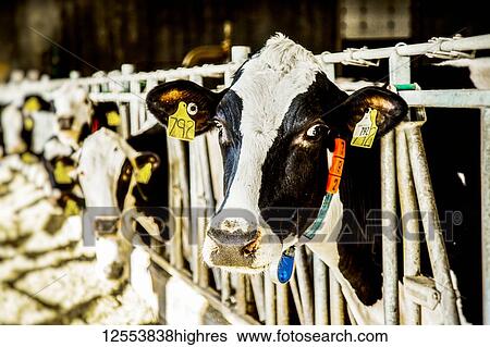 Stock Photograph - Holstein dairy cow with identification tags on their ears looking at the camera while standing in a row along a rail of a feeding station on a robotic dairy farm, North of Edmonton; Alberta, Canada. Fotosearch
