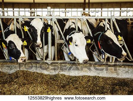 Stock Photograph - Holstein dairy cows with identification tags on their ears standing in a row along the rail of a feeding station on a robotic dairy farm, North of Edmonton; Alberta, Canada. Fotosearch