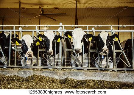 Stock Photograph - Holstein dairy cows with identification tags on their ears standing in a row along the rail of a feeding station on a robotic dairy farm, North of Edmonton; Alberta, Canada. Fotosearch