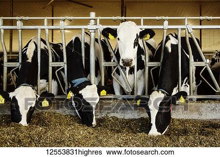 Stock Photograph - Holstein dairy cows with identification tags on their ears standing in a row along the rail of a feeding station on a robotic dairy farm, North of Edmonton; Alberta, Canada. Fotosearch