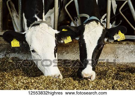 Holstein dairy cows with identification tags on their ears standing in a row along the rail of a feeding station on a robotic dairy farm, North of Edmonton; Alberta, Canada View Large Photo Image Stock Photograph - Holstein dairy cows with identification tags on their ears standing in a row along the rail of a feeding station on a robotic dairy farm, North of Edmonton; Alberta, Canada. Fotosearch