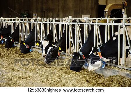 Holstein dairy cows with identification tags on their ears standing in a row along the rail of a feeding station on a robotic dairy farm, North of Edmonton; Alberta, Canada View Large Photo Image Stock Photograph - Holstein dairy cows with identification tags on their ears standing in a row along the rail of a feeding station on a robotic dairy farm, North of Edmonton; Alberta, Canada. Fotosearch