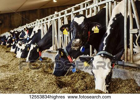 Holstein dairy cows with identification tags on their ears standing in a row along the rail of a feeding station on a robotic dairy farm, North of Edmonton; Alberta, Canada View Large Photo Image Stock Photograph - Holstein dairy cows with identification tags on their ears standing in a row along the rail of a feeding station on a robotic dairy farm, North of Edmonton; Alberta, Canada. Fotosearch