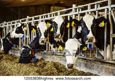 Holstein dairy cows with identification tags on their ears standing in a row along the rail of a feeding station on a robotic dairy farm, North of Edmonton; Alberta, Canada View Large Photo Image Stock Photograph - Holstein dairy cows with identification tags on their ears standing in a row along the rail of a feeding station on a robotic dairy farm, North of Edmonton; Alberta, Canada. Fotosearch