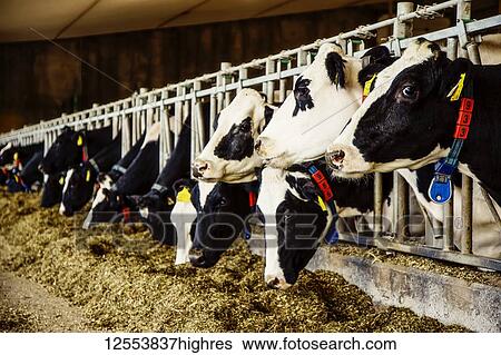 Stock Photograph - Holstein dairy cows with identification tags on their ears standing in a row along the rail of a feeding station on a robotic dairy farm, North of Edmonton; Alberta, Canada. Fotosearch