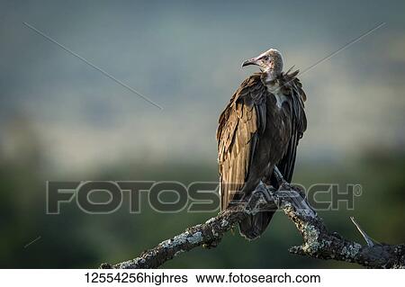Stock Photograph - Hooded vulture (Necrosyrtes monachus) on dead tree facing left, Serengeti National Park; Tanzania. Fotosearch