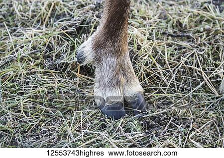 Stock Photograph - Hoof of captive Caribou (Rangifer tarandus), the only captive caribou in Alaska at that time, Alaska Wildlife Conservation Center, South-central Alaska; Portage, Alaska, United States of America. Fotosearch