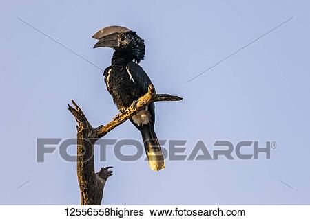 Hornbill (Bucerotidae) perched on a dead tree against a blue sky, Lake Langano; Oromia Region, Ethiopia View Large Photo Image Stock Photograph - Hornbill (Bucerotidae) perched on a dead tree against a blue sky, Lake Langano; Oromia Region, Ethiopia. Fotosearch