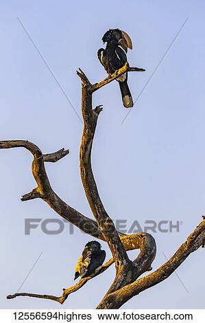 Stock Photograph - Hornbills (Bucerotidae) perched on a dead tree; Oromia Region, Ethiopia. Fotosearch