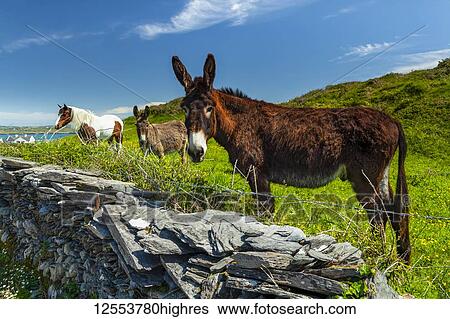 Horse and two donkeys graze in lush grass in a field along the coast of Ireland, Roaringwater Bay; Heir Island, County Cork, Ireland View Large Photo Image Stock Photograph - Horse and two donkeys graze in lush grass in a field along the coast of Ireland, Roaringwater Bay; Heir Island, County Cork, Ireland. Fotosearch