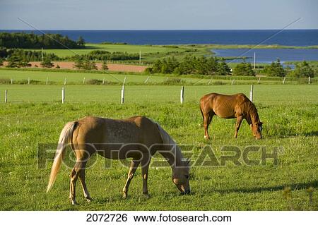 Stock Photograph - Horses Grazing, Seaview, Prince Edward Island. Fotosearch