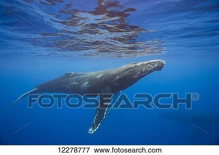 Stock Photo - Humpback whale (Megaptera novaeangliae) underwater; Hawaii, United States of America. Fotosearch
