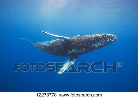 Humpback whale (Megaptera novaeangliae) underwater; Hawaii, United States of America View Large Photo Image Stock Photo - Humpback whale (Megaptera novaeangliae) underwater; Hawaii, United States of America. Fotosearch