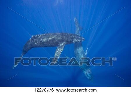 Stock Photograph - Humpback whales (Megaptera novaeangliae) underwater; Hawaii, United States of America. Fotosearch