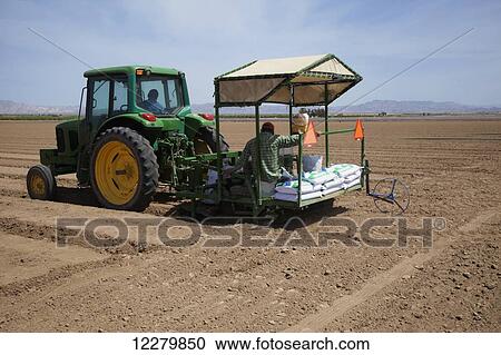 In the Coachella Valley, a tractor and workers seeding a field with Sudangrass, mountains and blue sky in background; Coachella, California, United States of America View Large Photo Image Stock Image - In the Coachella Valley, a tractor and workers seeding a field with Sudangrass, mountains and blue sky in background; Coachella, California, United States of America. Fotosearch