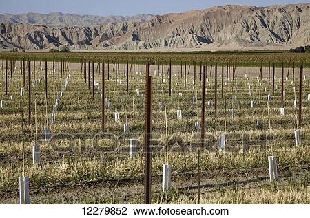 In the Coachella Valley, newly planted table grape vines are seen staked with plastic sleeves for plant protection, staked bell peppers and mountains in background; Coachella, California, United States of America View Large Photo Image Stock Image - In the Coachella Valley, newly planted table grape vines are seen staked with plastic sleeves for plant protection, staked bell peppers and mountains in background; Coachella, California, United States of America. Fotosearch