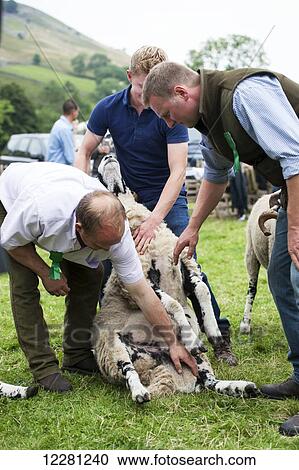 Judging swaledale sheep at the annual Muker show; Swaledale, North Yorkshire, England View Large Photo Image Stock Image - Judging swaledale sheep at the annual Muker show; Swaledale, North Yorkshire, England. Fotosearch