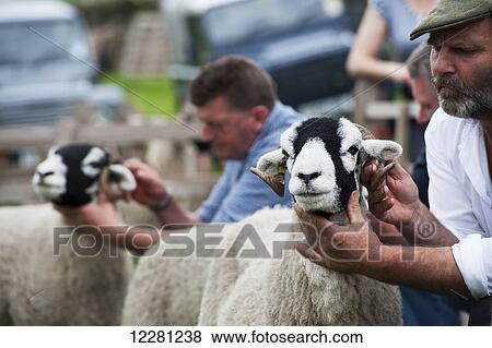 Judging swaledale sheep at the annual Muker show; Swaledale, North Yorkshire, England View Large Photo Image Stock Photo - Judging swaledale sheep at the annual Muker show; Swaledale, North Yorkshire, England. Fotosearch