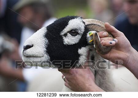 Judging swaledale sheep at the annual Muker show; Swaledale, North Yorkshire, England View Large Photo Image Stock Photo - Judging swaledale sheep at the annual Muker show; Swaledale, North Yorkshire, England. Fotosearch
