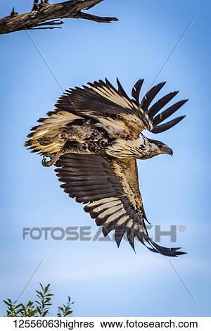 Juvenile African fish eagle (Haliaeetus vocifer) flies from tree, Serengeti; Tanzania View Large Photo Image Stock Photograph - Juvenile African fish eagle (Haliaeetus vocifer) flies from tree, Serengeti; Tanzania. Fotosearch