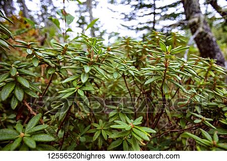Labrador Tea Plant (Rhododendron groenlandicum) in a spruce bog forest; Nova Scotia, Canada View Large Photo Image Stock Photograph - Labrador Tea Plant (Rhododendron groenlandicum) in a spruce bog forest; Nova Scotia, Canada. Fotosearch