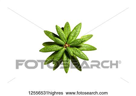 Stock Photograph - Labrador Tea Plant (Rhododendron groenlandicum) on a white background. Fotosearch