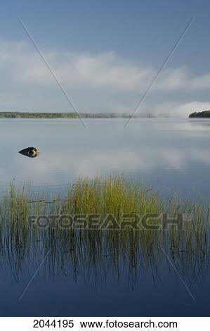 Lake Reeds And Morning Mists On Shubenacadie Grand Lake, Oakfield Provincial Park, Nova Scotia View Large Photo Image Stock Photography - Lake Reeds And Morning Mists On Shubenacadie Grand Lake, Oakfield Provincial Park, Nova Scotia. Fotosearch