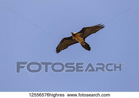 Lammergeier, also known as the bearded vulture (Gypaetus barbatus), in flight in a blue sky; Lalibela, Amhara Region, Ethiopia View Large Photo Image Stock Photograph - Lammergeier, also known as the bearded vulture (Gypaetus barbatus), in flight in a blue sky; Lalibela, Amhara Region, Ethiopia. Fotosearch